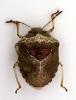 Stagonomus venustissimus